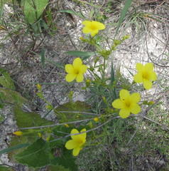 Linum ucranicum