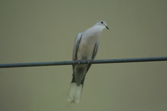 Streptopelia decaocto