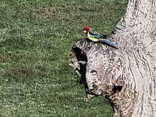 Eastern Rosella