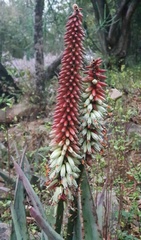 Aloe petricola