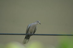 Streptopelia decaocto