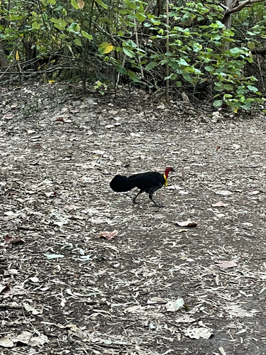 Australian Brushturkey
