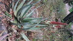 Aloe petricola