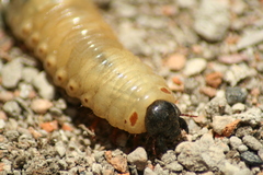 Coleoptera