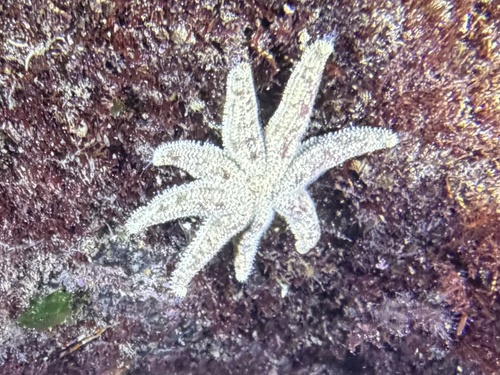 Allostichaster polyplax observed 2026-08-10