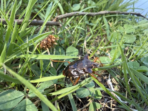 Forest Bug