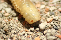 Coleoptera