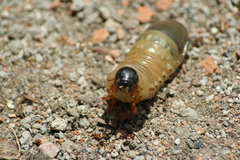 Coleoptera