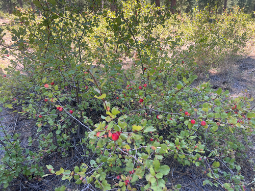 Prunus subcordata, photograph 5