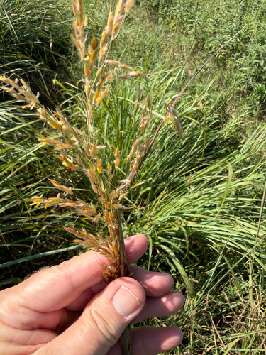 Indiangrass