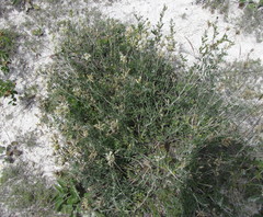 Astragalus albicaulis