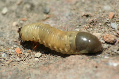 Coleoptera