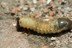 Coleoptera