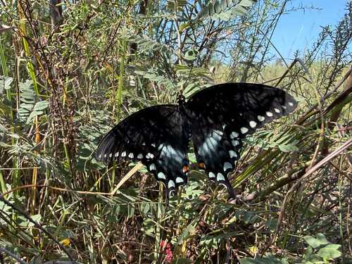 Spicebush Swallowtail