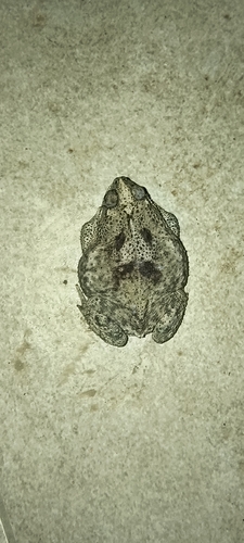 granular toad