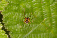 Linyphia hortensis