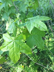 Liquidambar styraciflua