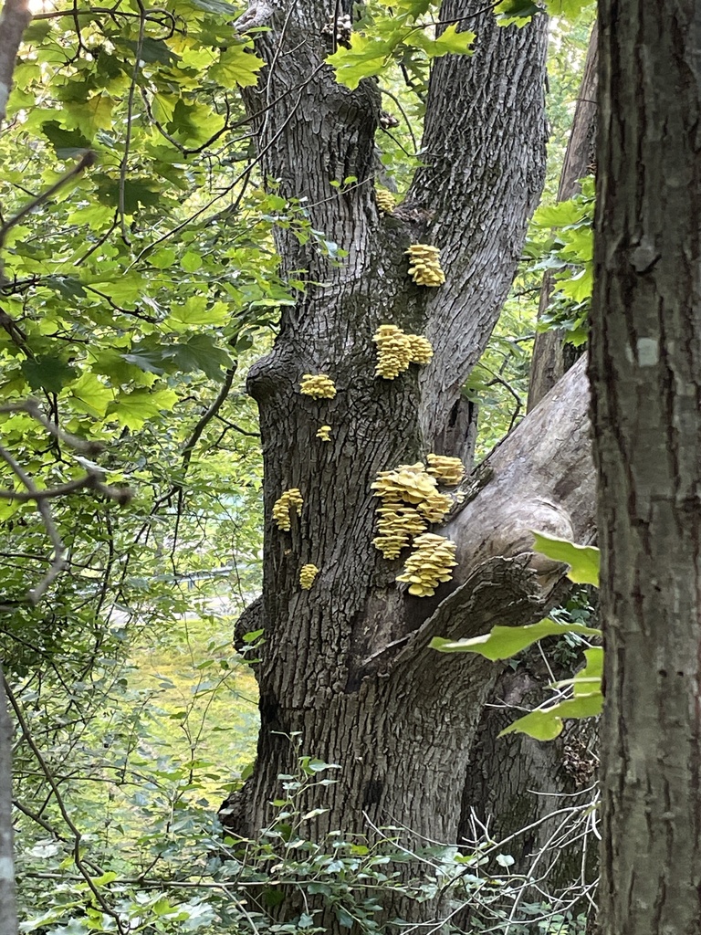 Golden Oyster Mushroom · August 2026 · photo: Photo: no rights reserved · iNaturalist