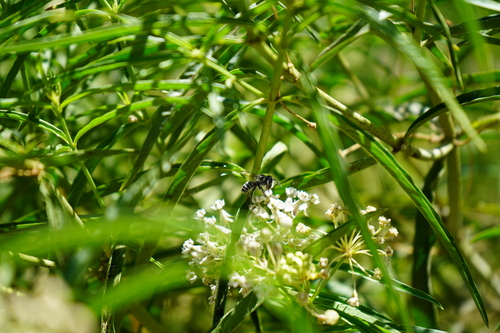 Megachile sidalceae