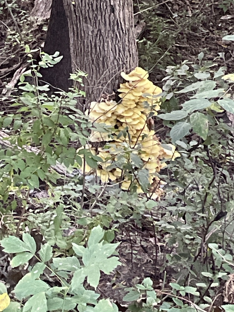 Golden Oyster Mushroom · August 2026 · photo: Photo: no rights reserved · iNaturalist