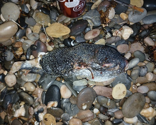 Starry toadfish (Arothron firmamentum) — Tetraodontidae — 2
