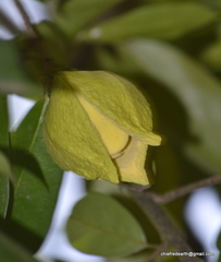 Magnoliopsida
