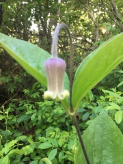 Clematis ochroleuca