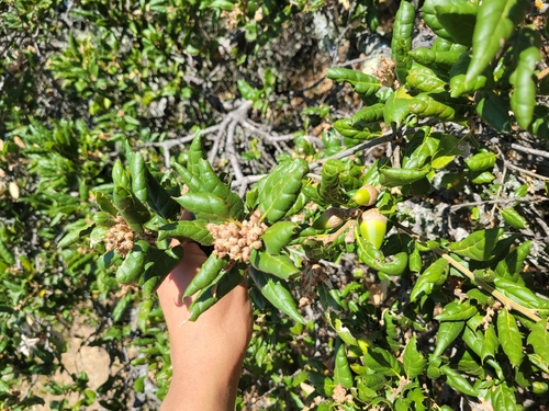 iNaturalist observation photo of life
