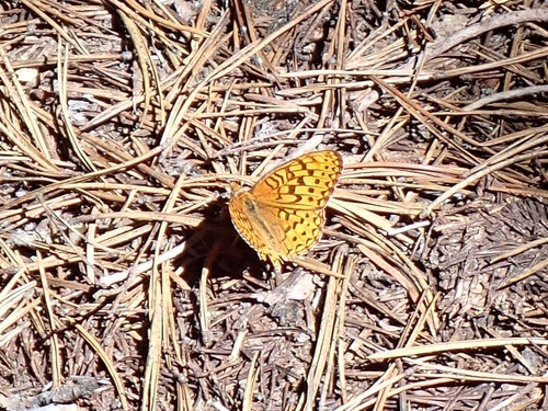 iNaturalist observation photo of Great Basin Fritillary