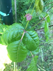 Toxicodendron radicans