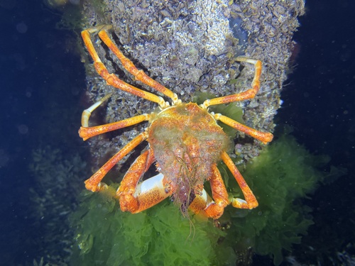 Great spider crab