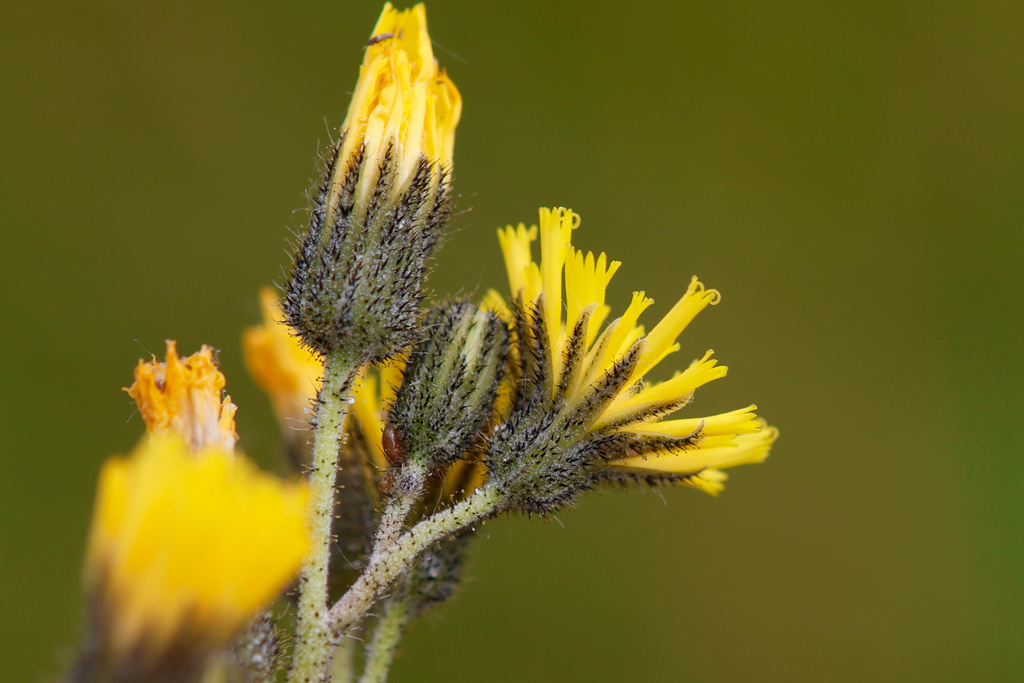 Pilosella anchusoides