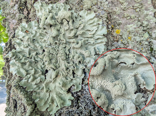 common greenshield lichen