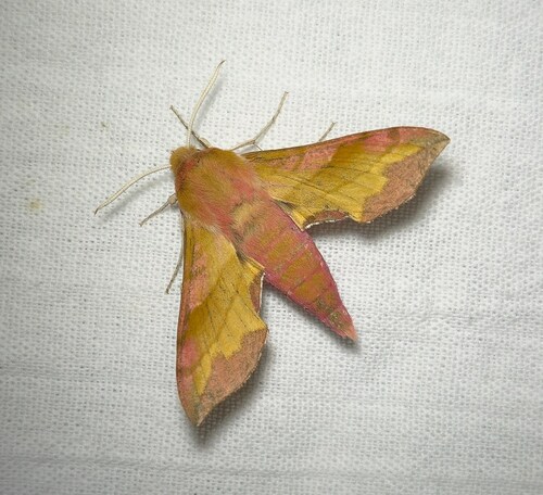 Small Elephant Hawkmoth