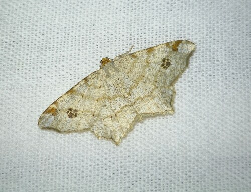 Peacock Moth