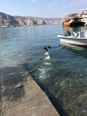 Phalacrocorax nigrogularis