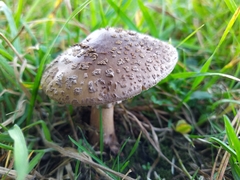 Amanita rubescens