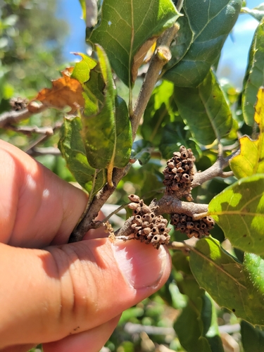 iNaturalist observation photo of Kernel Flower Gall Wasp