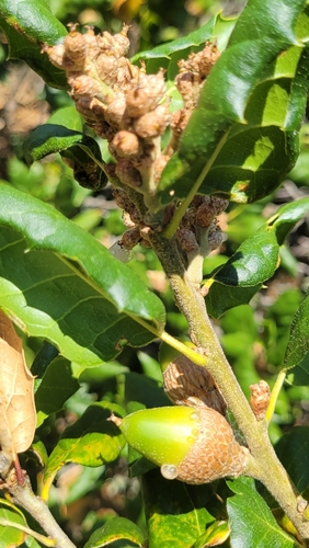 iNaturalist observation photo of drippy acorn disease