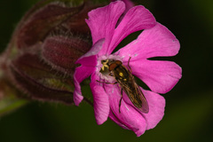 Platycheirus manicatus