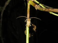 Polyacanthia flavipes