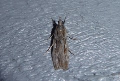 Scoparia indistinctalis