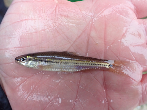 Blackspot shiner (Notropis atrocaudalis) — Cyprinidae — 3