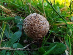 Amanita rubescens