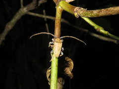 Polyacanthia flavipes