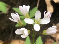 Cardamine maxima