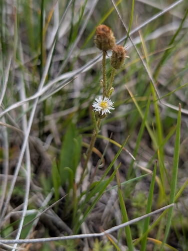 Erigeron lonchophyllus, 2026-08-14