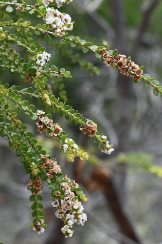 Thryptomene oligandra observed 2026-07-27