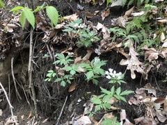 Cardamine maxima