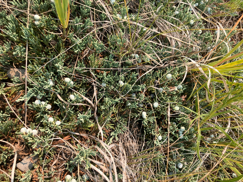 creeping juniper
